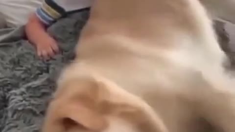 Funny Golden Retriever Puppy Want Attention #shorts.mp4