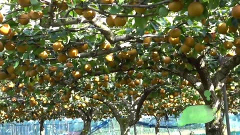 World's Most Expensive Pear - Awesome Japan Agriculture Technology Farm - Japanese Pear Farm