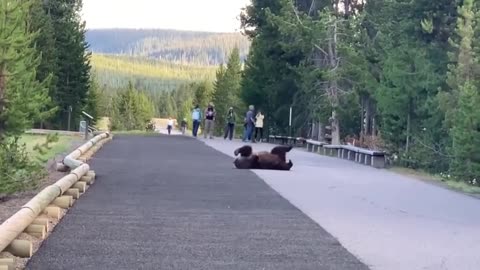 Grizzly bear totally surprises visitors while scratching itch at Yellowstone😂👏