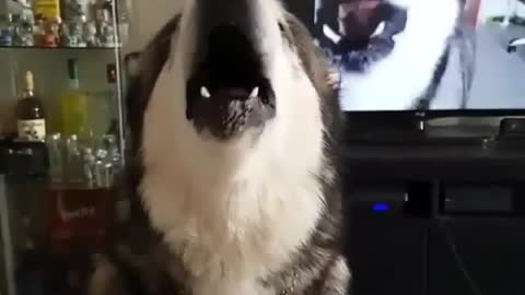 Huskies watch TV and howl like their peers!