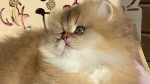 Funny And Cute Cat Video