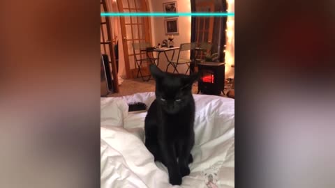 Time Warp Scan TikTok Compilation - Funny Dogs and Cats Reaction