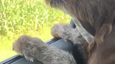 Brown dog long ears eats air window