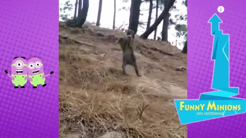 Watch this FUNNY monkeys videos WERRY FUNNT