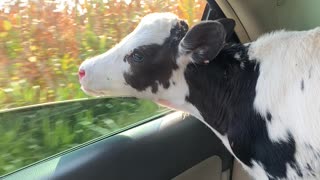 Calf in Car Wants a Bite of Some Corn