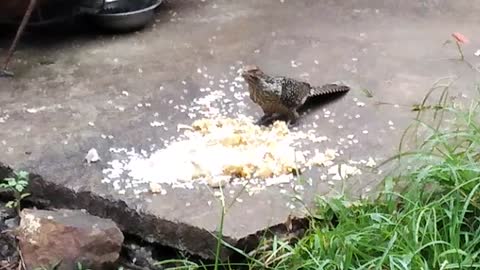 Bird is eating dog's lunch