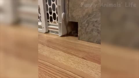 Funny Animal Videos that Make Me Burst Into Tears Laughing 😂 (CUTE) Mr Mouse