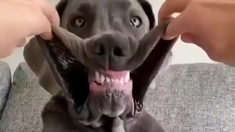 Great Dane Video 19