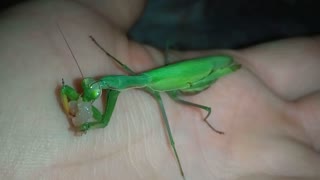 Mantis eating meat on human hand