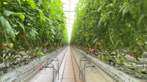 A homemade greenhouse with a fresh bunch of red, ripe tomatoes