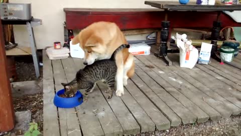 Dog Playing with a Cat