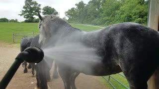 Warm horses get a nice hose down