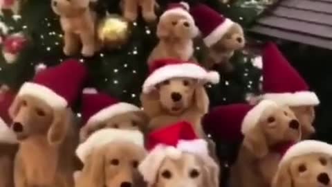 Golden Dog family celebrating Christmas 2021