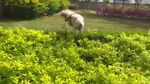 Herbivorous dogs in search of breakfast