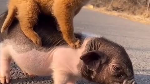 piglet vs puppy is hanging balance