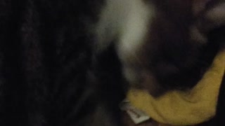 Adorable Kitten Leaps to Attack Catnip Banana