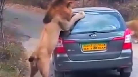 Lion attack on Car on High way by Amazing Shorts #shorts #trending #Trend #viral
