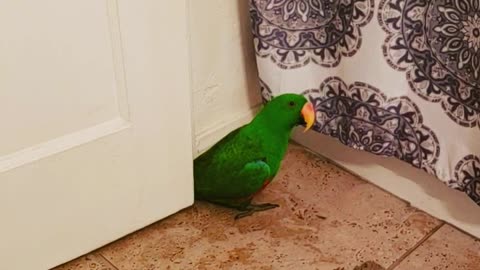 Peeping Parrot
