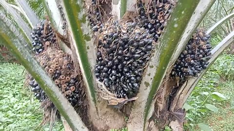 Palm oil harvesting