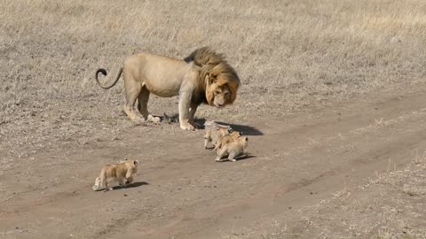 Lion dad plays with his cubs