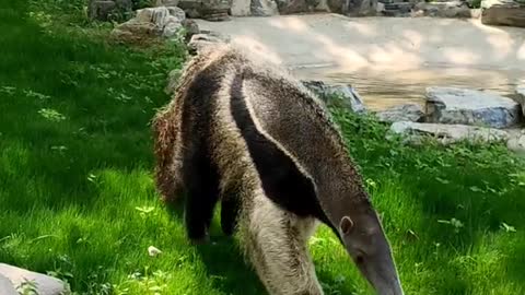 anteaters