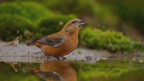 The Crossbill: Close Up HD Footage (Loxia curvirostra)