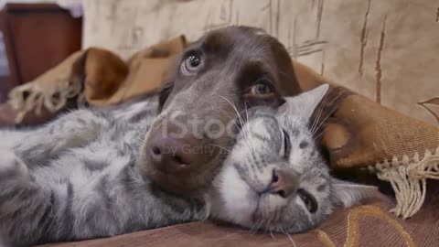 Cat and a dog are sleeping together funny video. cat and dog friendship indoors stock video😃