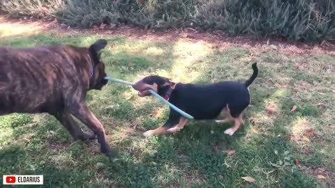 Cane corso dog training