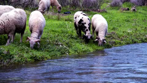 The environment for this flock of lambs is so good