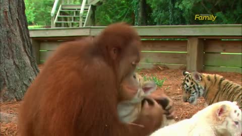 Orangutan Babysits Tiger Cubs