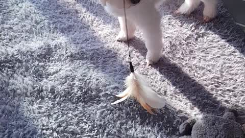 Dog and cat brothers playing together