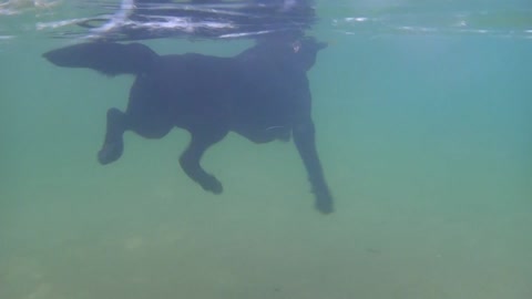 Have you ever seen Labrador swim? Give you a different perspective