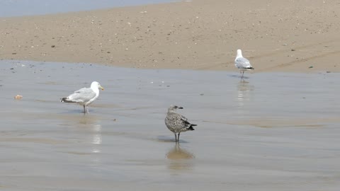 Nice Seagulls on the beach