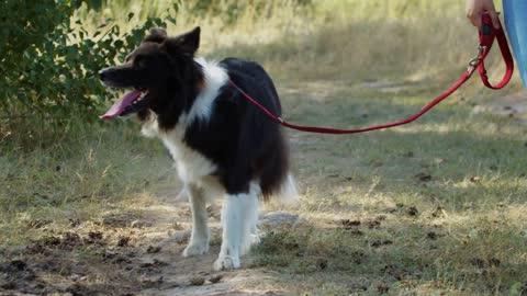 Young plump woman walking with her dog on a leash