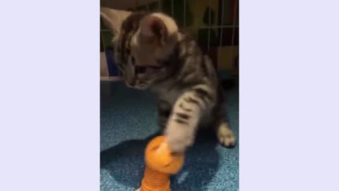 Cute cat is playing with a toy😍