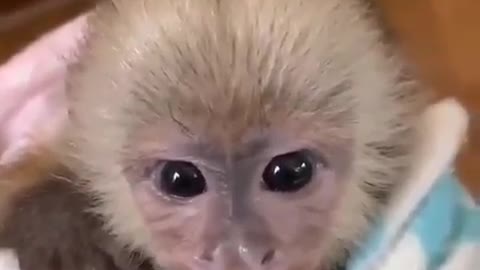 CUTE BABY MONKY FUNNY ACT HIM FACE.