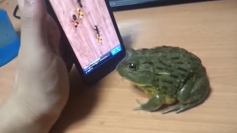 gaming with my pet
