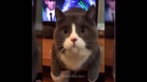Cute pets and funny animals most reactions 🤣😹