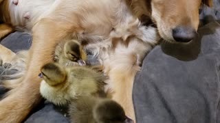 Ducklings Snuggle up to Sweet Retriever
