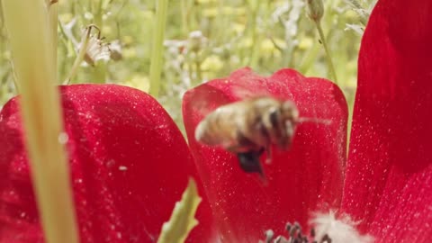 Pollination - Special macro shot of a bee on a flower covered with flower Pollen