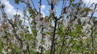 Visit to cherry farm melbourne