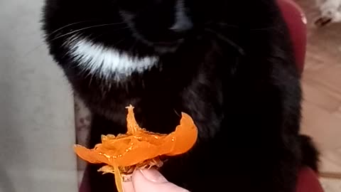 Grey and black cat eat persimmon