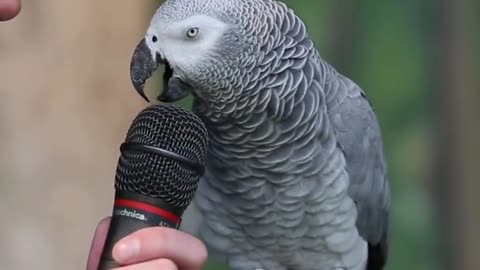 Talking Parrot