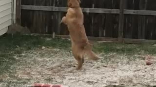 Dog bewildered by first snowfall, jumps to catch snowflakes