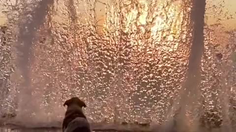 Cachorro voa pra tomar agua, funny video