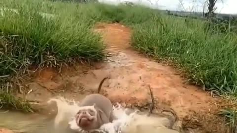 dog fell while running