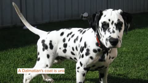 Pawfect Facts About The Dalmatian Kids Will Love