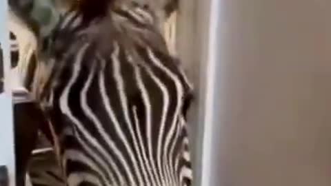 Zebra opens the door to say hello Funny Animals