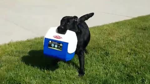 Black dog running around carrying lunch box