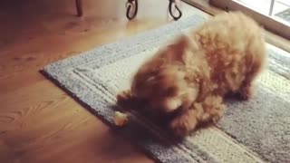 Curly brown dog freaks out about piece of bread